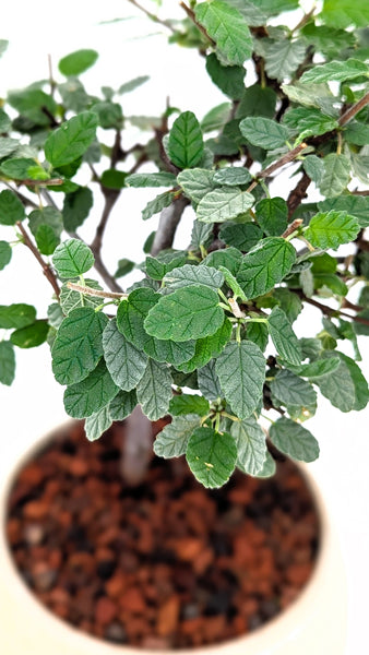 potted tea plant Woolly Tea Bush Bonsai