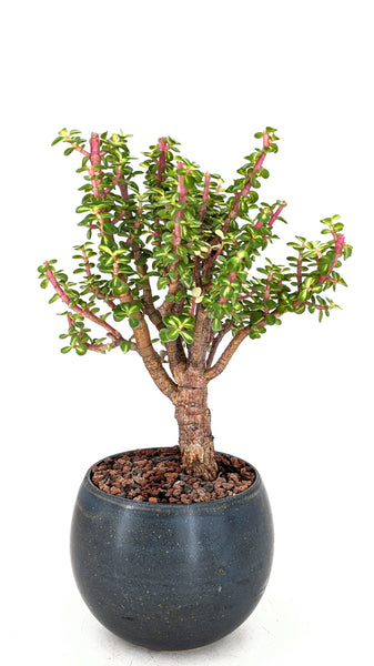 elephant tree succulent 'Dorothy' the Rainbow Elephant Bush