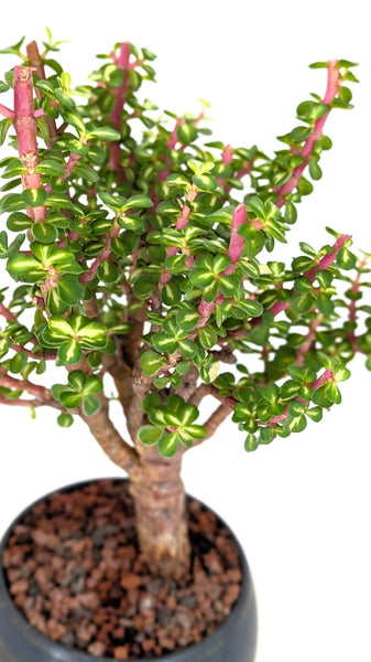 rainbow jade plant Rainbow Elephant Bush Bonsai