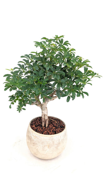 umbrella tree bonsai Dwarf Umbrella Tree Bonsai – Dandy Farmer