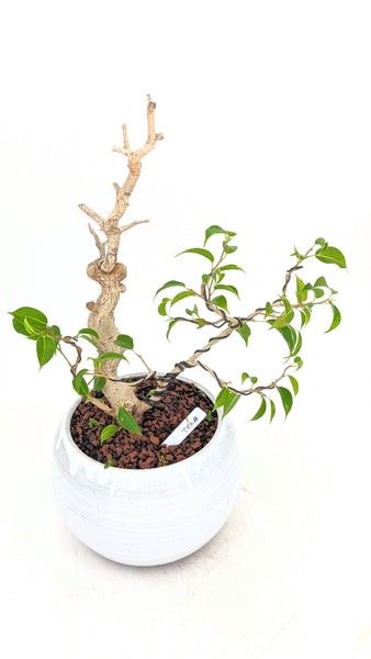 birdie plant pot 'Birdie' the Caribbean Banyan