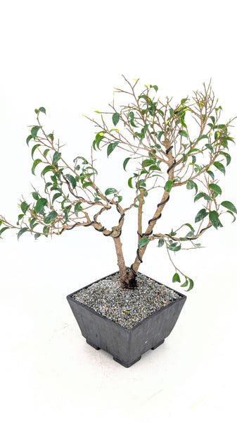 banyan house plant Caribbean Banyan Modern Bonsai