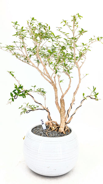 bonsai tree rose 'Mila' the Kyoto Serissa