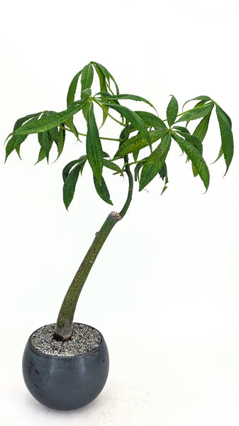 kapok bonsai tree 'Eywa' the Kapok Tree