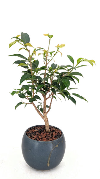 can you bonsai a fig tree Weeping Fig Bonsai