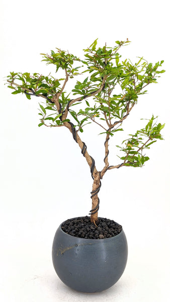 pomegranate bonsai tree for sale 'Palmer' the Pomegranate