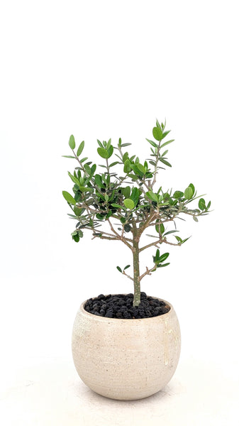 european olive tree bonsai 'Olivia' the European Olive