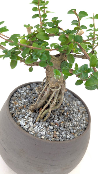 premna tree bonsai Premna Modern Bonsai