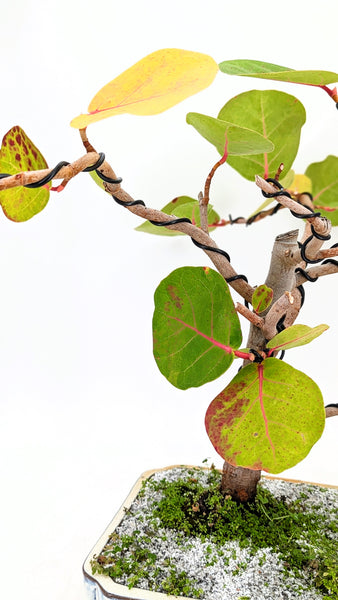 cocoa tree bonsai Sea Grape Bonsai