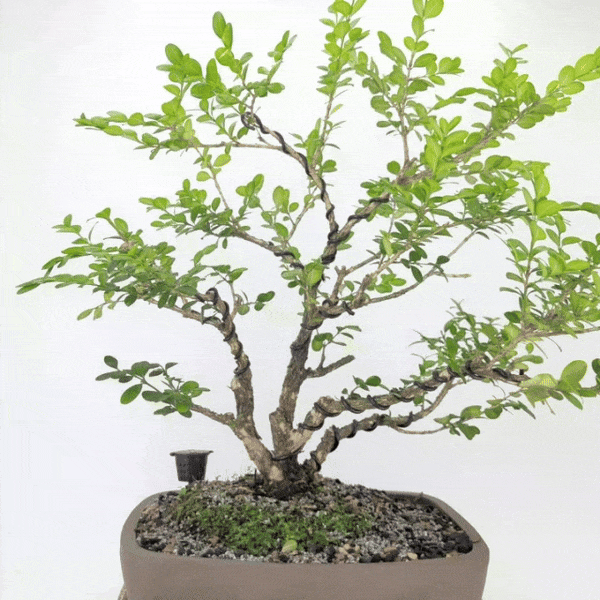 english bonsai trees English Boxwood Bonsai