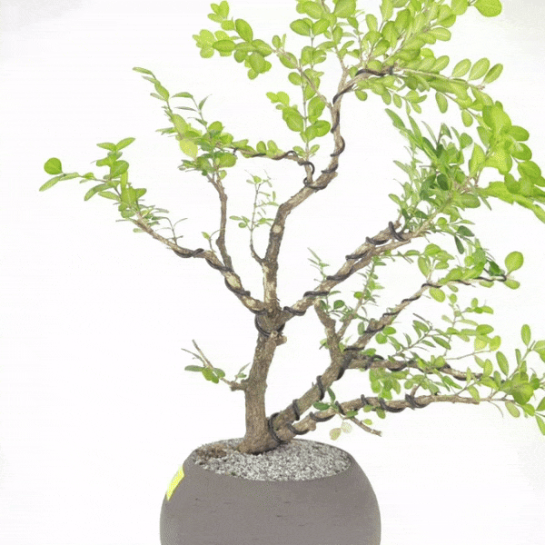 publix bonsai tree English Boxwood Bonsai
