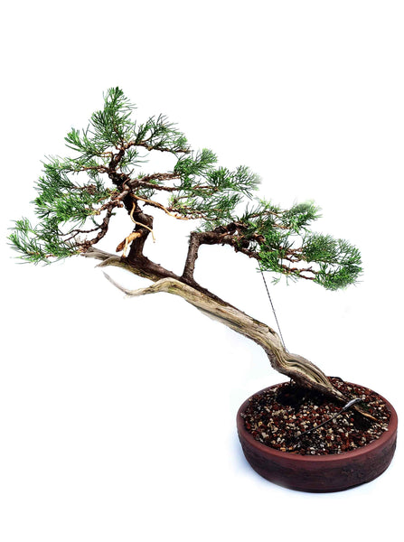 'Virgil' the Eastern Red Cedar - Specimen Bonsai