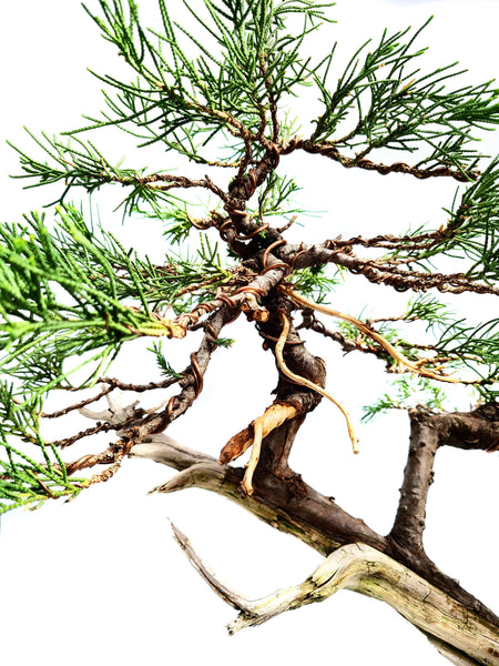 cedar bonsai tree for sale Eastern Red Cedar