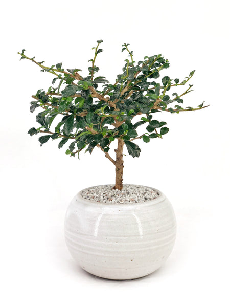 philippine tea tree bonsai 'Tina' the Dwarf Philippine Tea Tree