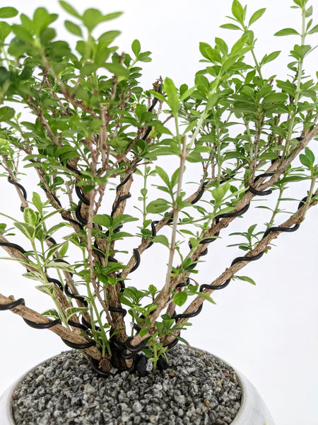 snow rose bonsai tree Variegated Snowrose Serissa Bonsai