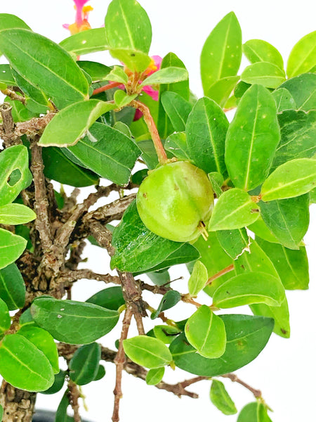 'Ayana' the Barbados Cherry