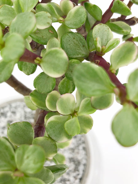 elephant bush vs jade plant Dwarf Variegated Elephant Bush Bonsai