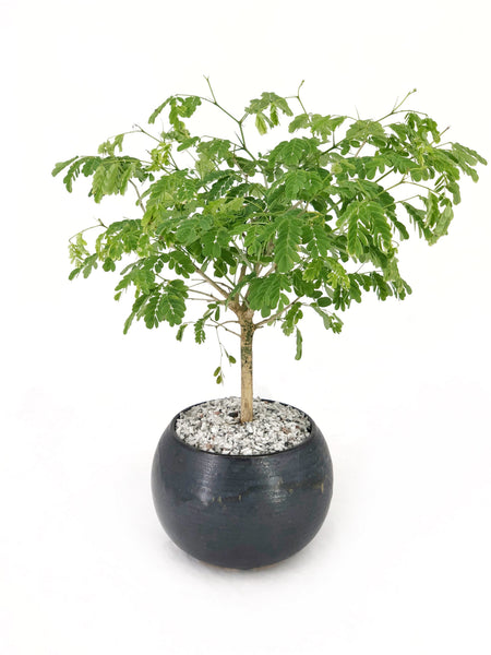 brazilian rainforest tree bonsai Brazilian Rain Tree Bonsai