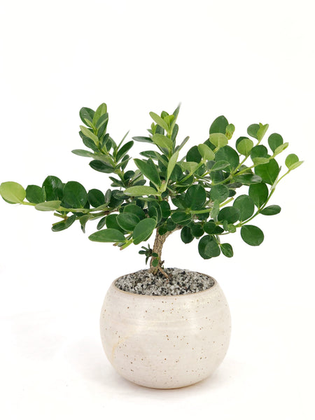 natal plum bonsai tree Dwarf Natal Plum