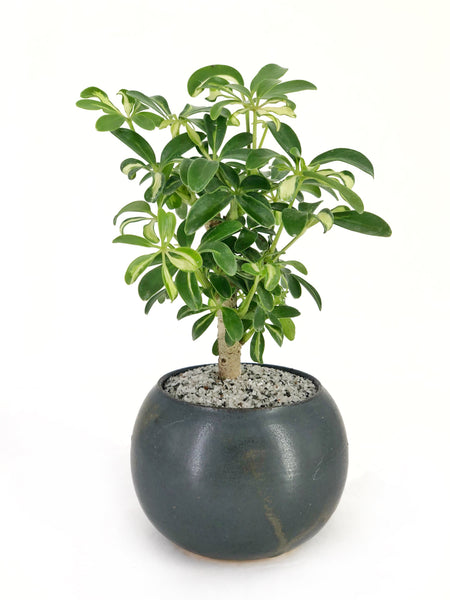 potted plant boba Dwarf Umbrella Tree Bonsai – Dandy Farmer