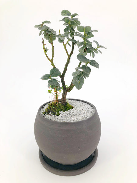 bonsai willow tree care Dwarf Boyd's Willow