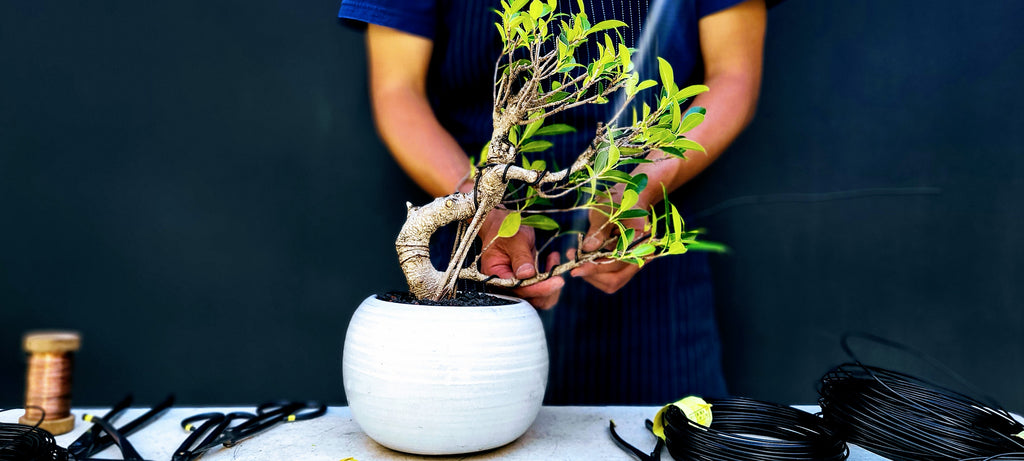 Dandy Farmer | The Bonsai Shop