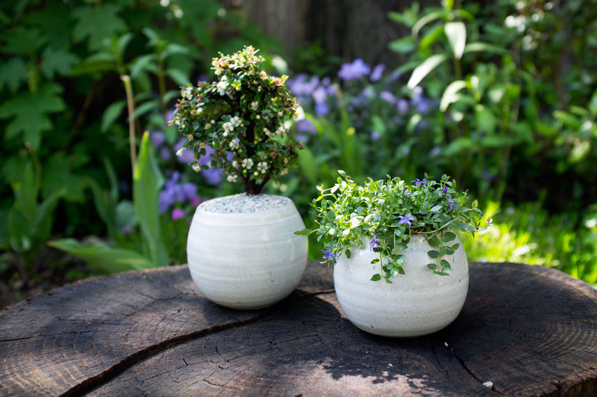 Spring Bonsai