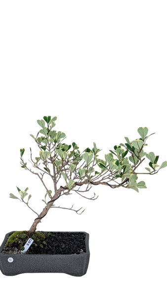 'Molly' the Variegated Triangle Ficus - #853