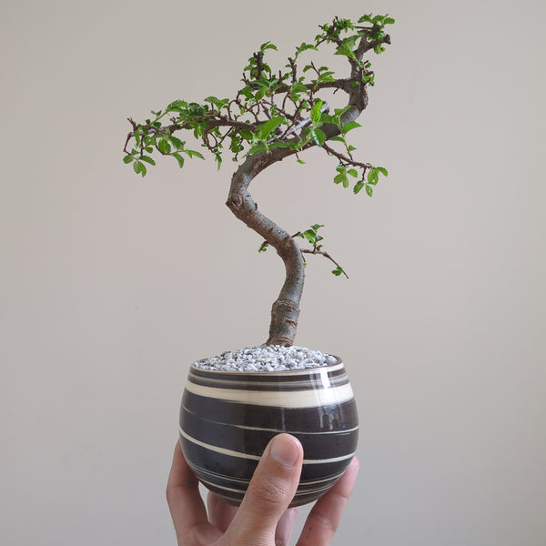 'Zen' the Chinese Elm - Marbled Pot