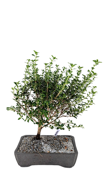 'Yuki' the Variegated Snowrose Serissa - #866