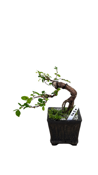 'Zen' the Chinese Elm - #594
