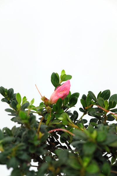 'Lizzie' the Satsuki Azalea - #730