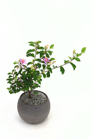 Lavender Star Modern Bonsai