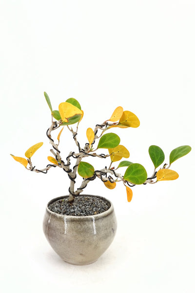 'Dolly' the Mistletoe Fig Tree - #729