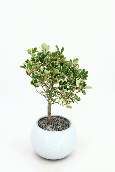 'Molly' the Variegated Triangle Ficus