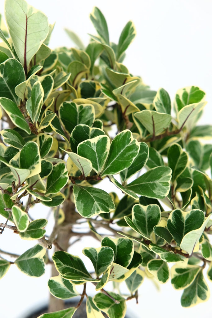 Variegated Triangle Ficus Bonsai | The Bonsai Shop – Dandy Farmer