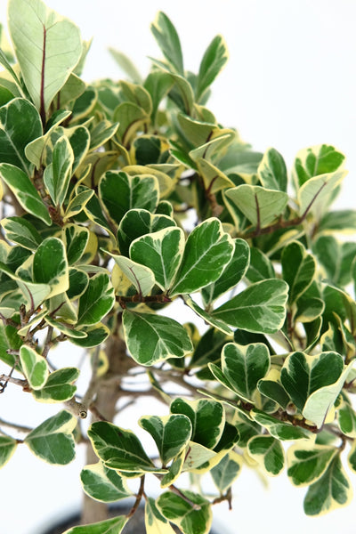 'Molly' the Variegated Triangle Ficus