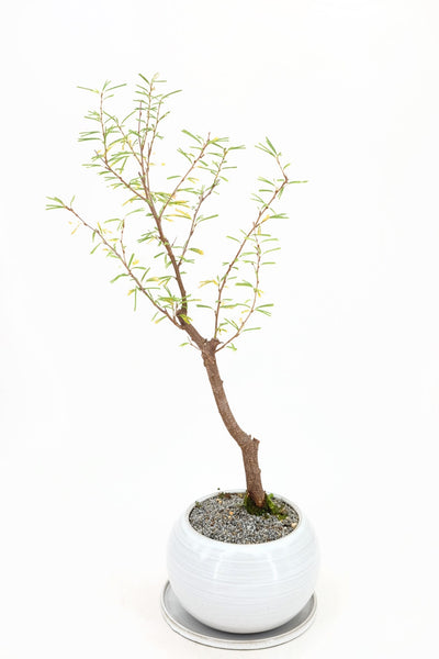 powder puff bonsai tree Pink Powderpuff Bonsai