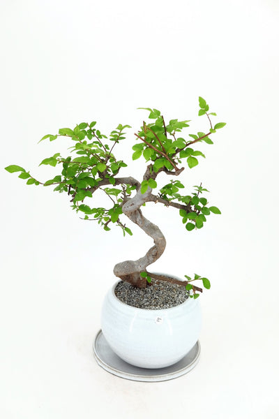 'Zen' the Chinese Elm