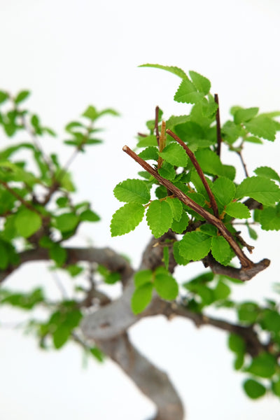 'Zen' the Chinese Elm