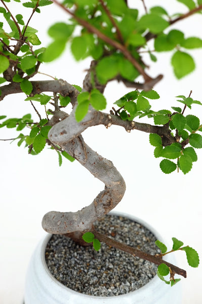 'Zen' the Chinese Elm