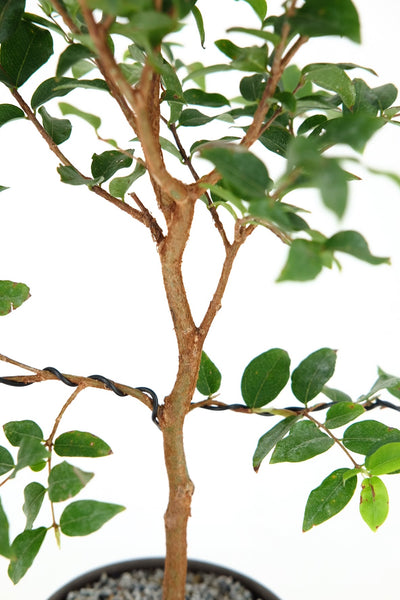 jaboticaba bonsai tree Jaboticaba Bonsai
