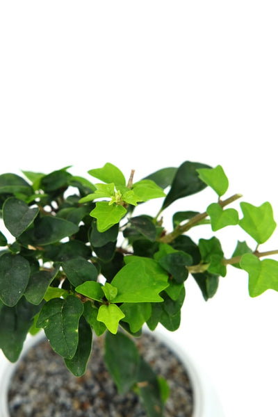 parrot beak bonsai tree Parrot's Beak Bonsai