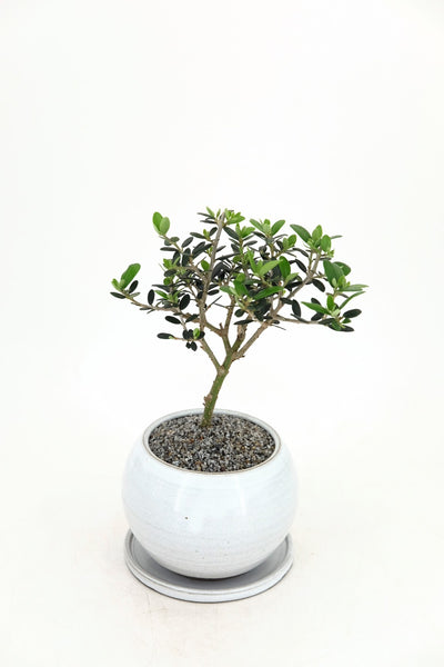 'Olivia' the European Olive