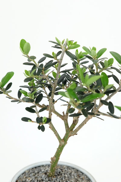 'Olivia' the European Olive