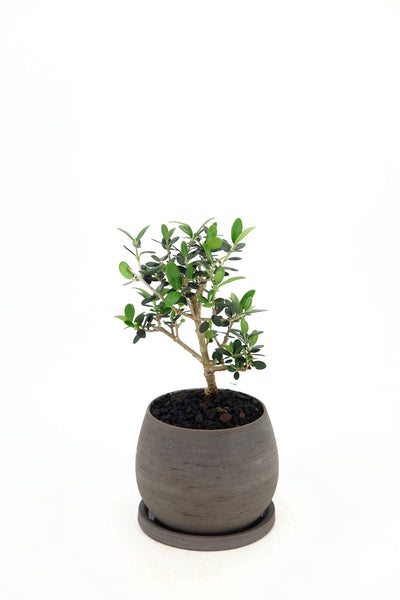 'Olivia' the European Olive