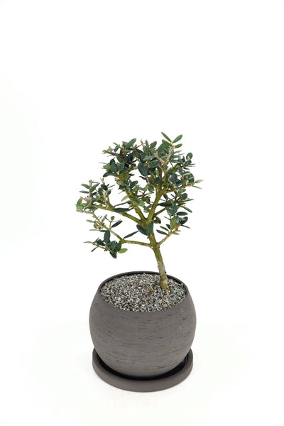 'Olivia' the European Olive