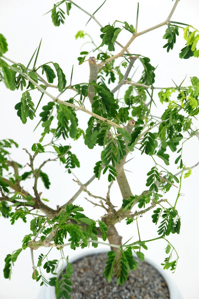 'Gilly' the Brazilian Rain Tree