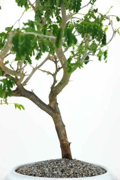 'Gilly' the Brazilian Rain Tree