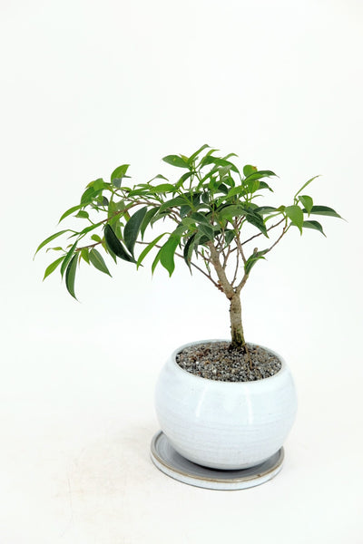 wee tree farm bonsai Weeping Fig Bonsai